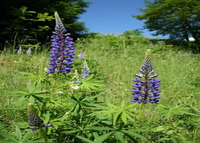 In Nahe Skipisten * Einach