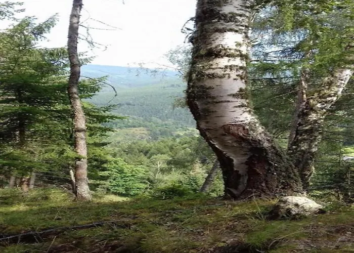 In Nahe Skipisten Chalet